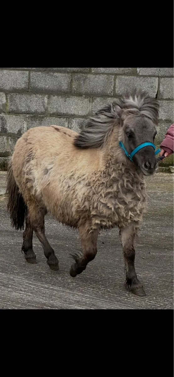 Pedigree Shetland mini colts - Image 2