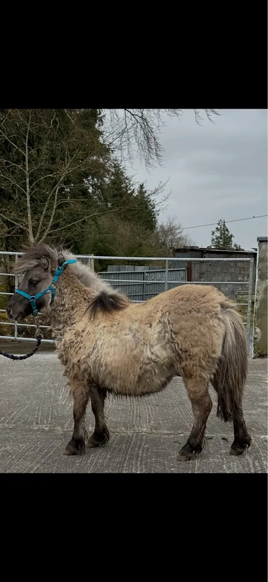 Pedigree Shetland mini colts - Image 3