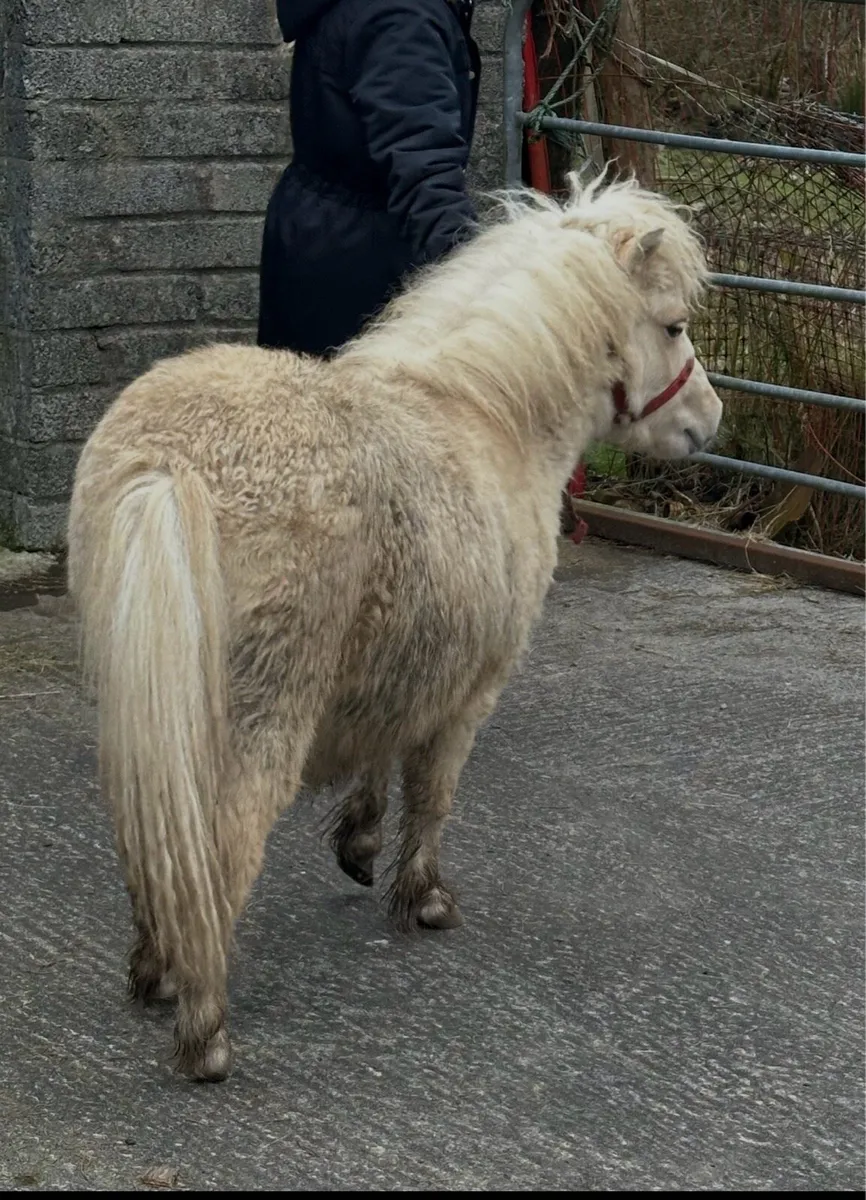 Pedigree Shetland mini colts - Image 4