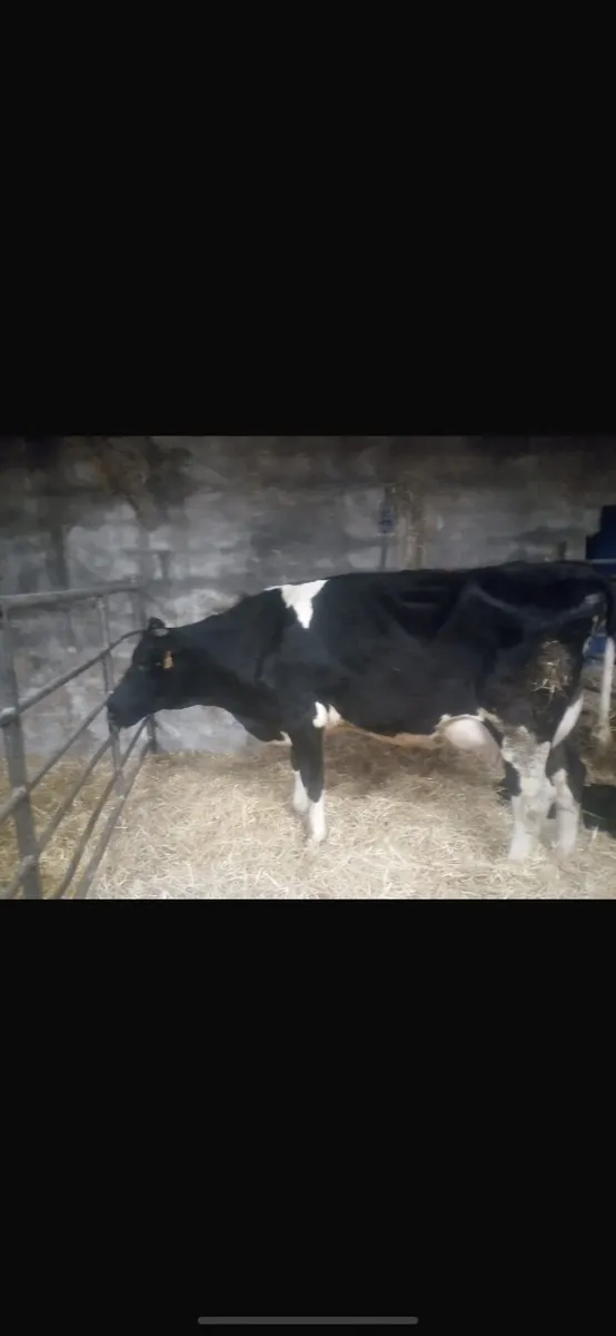 20 calved heifers & 20 in calf cows - Image 1