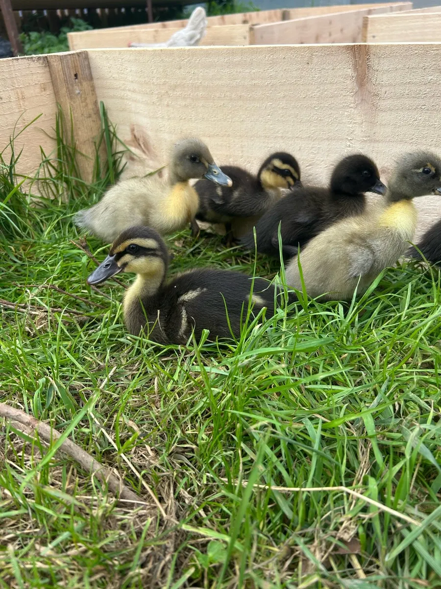 Ducklings - Image 2