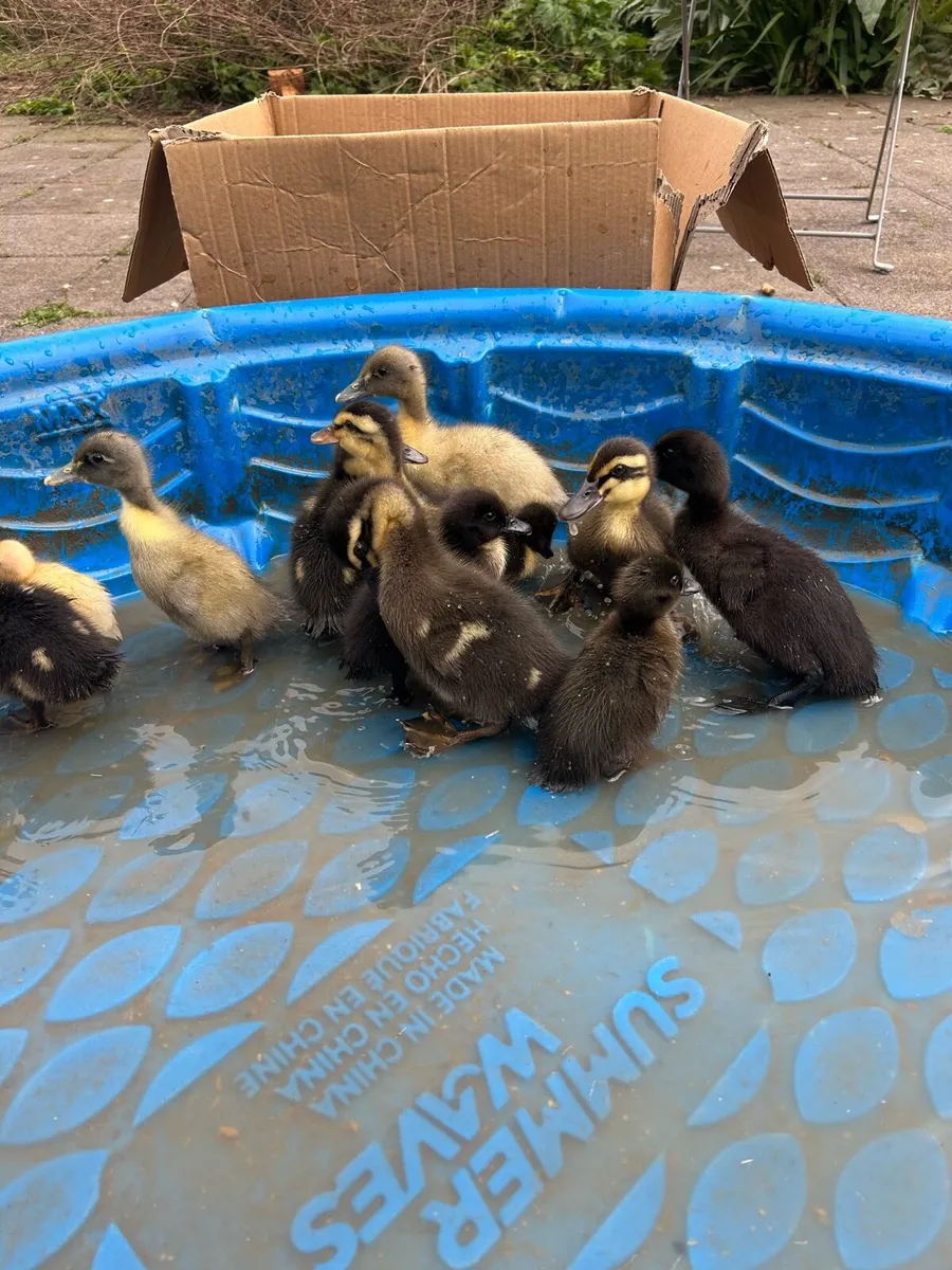 Ducklings - Image 3