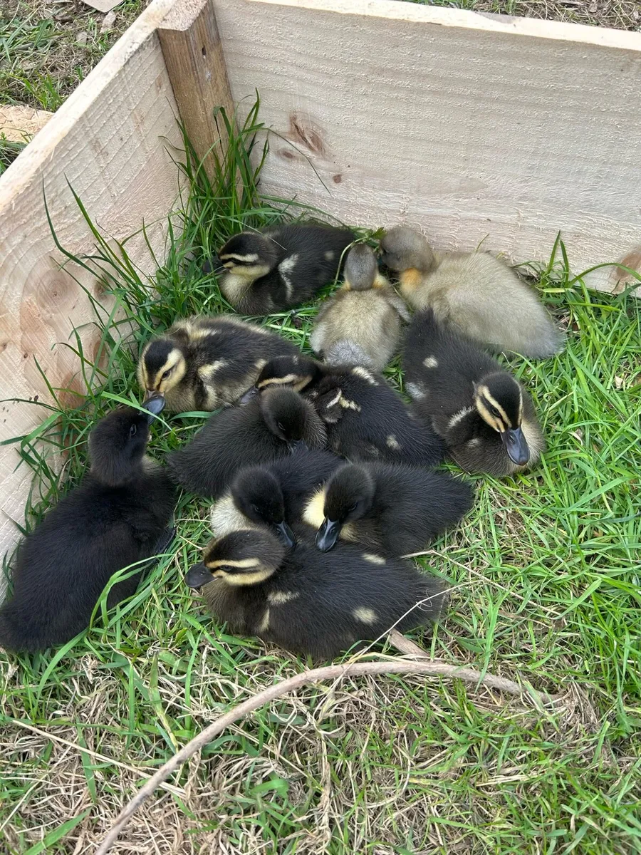 Ducklings - Image 1