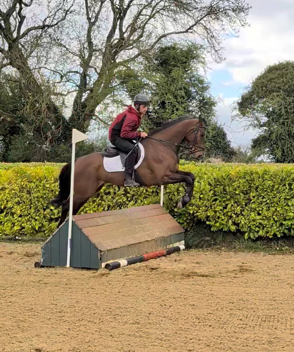 ELIGIBLE ROR GELDING - Image 4