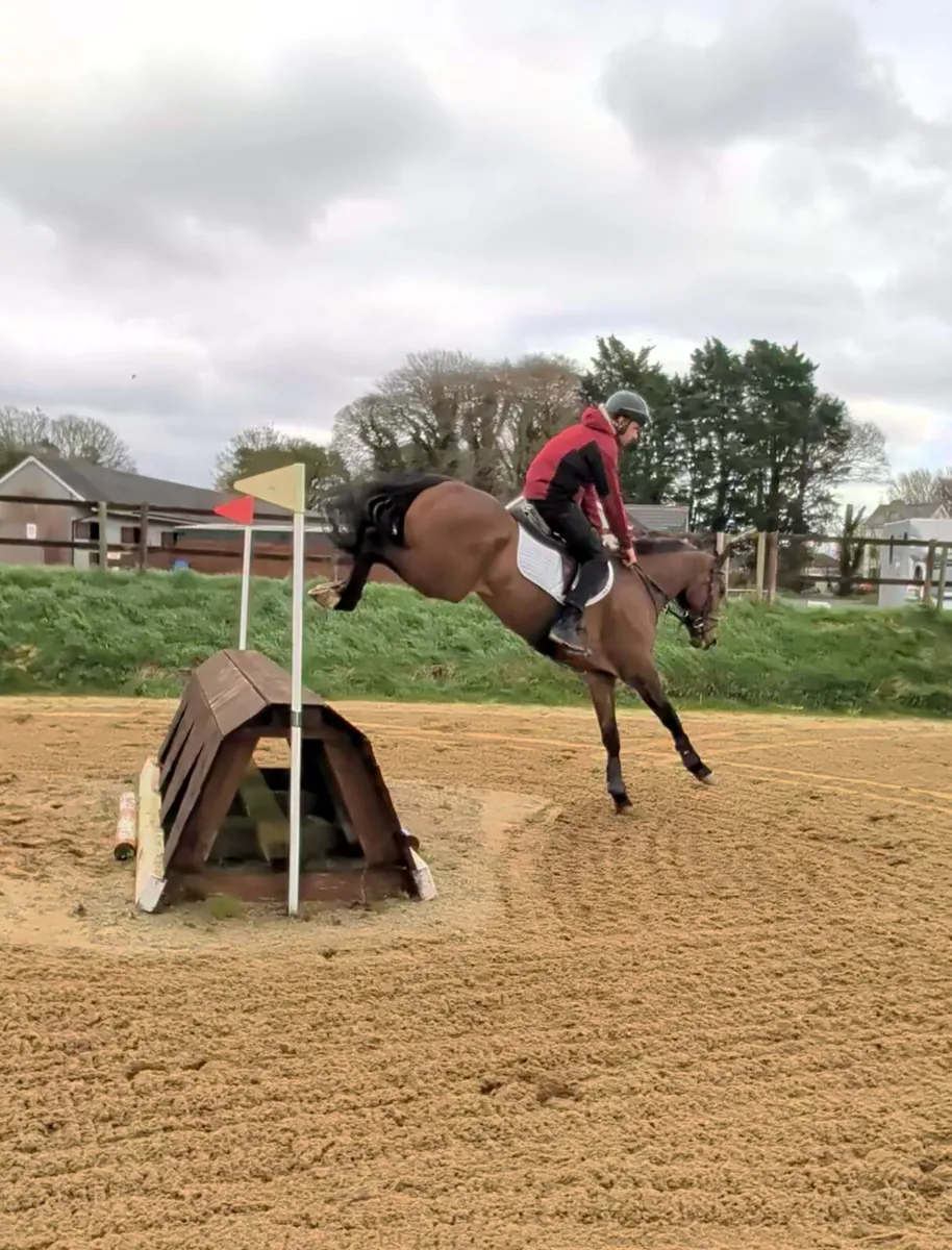 Lovely genuine allrounder - Image 4