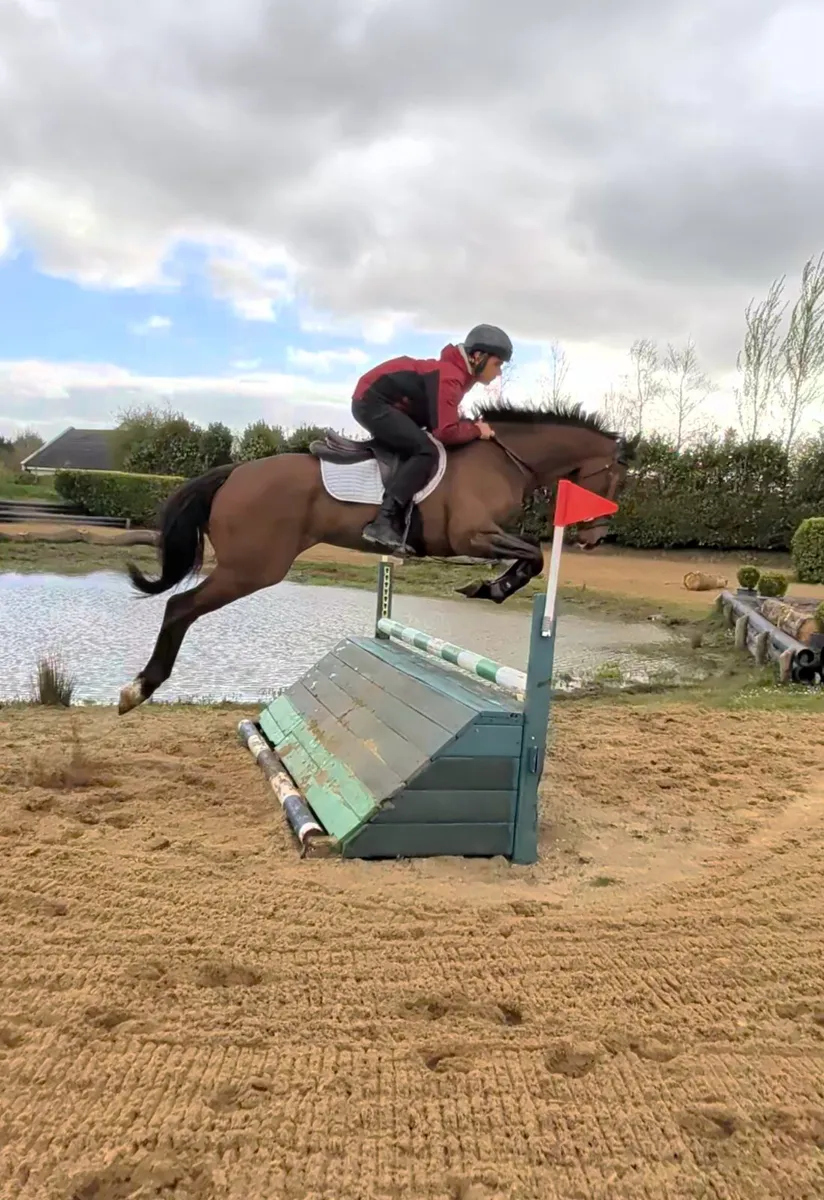 ELIGIBLE ROR GELDING - Image 2