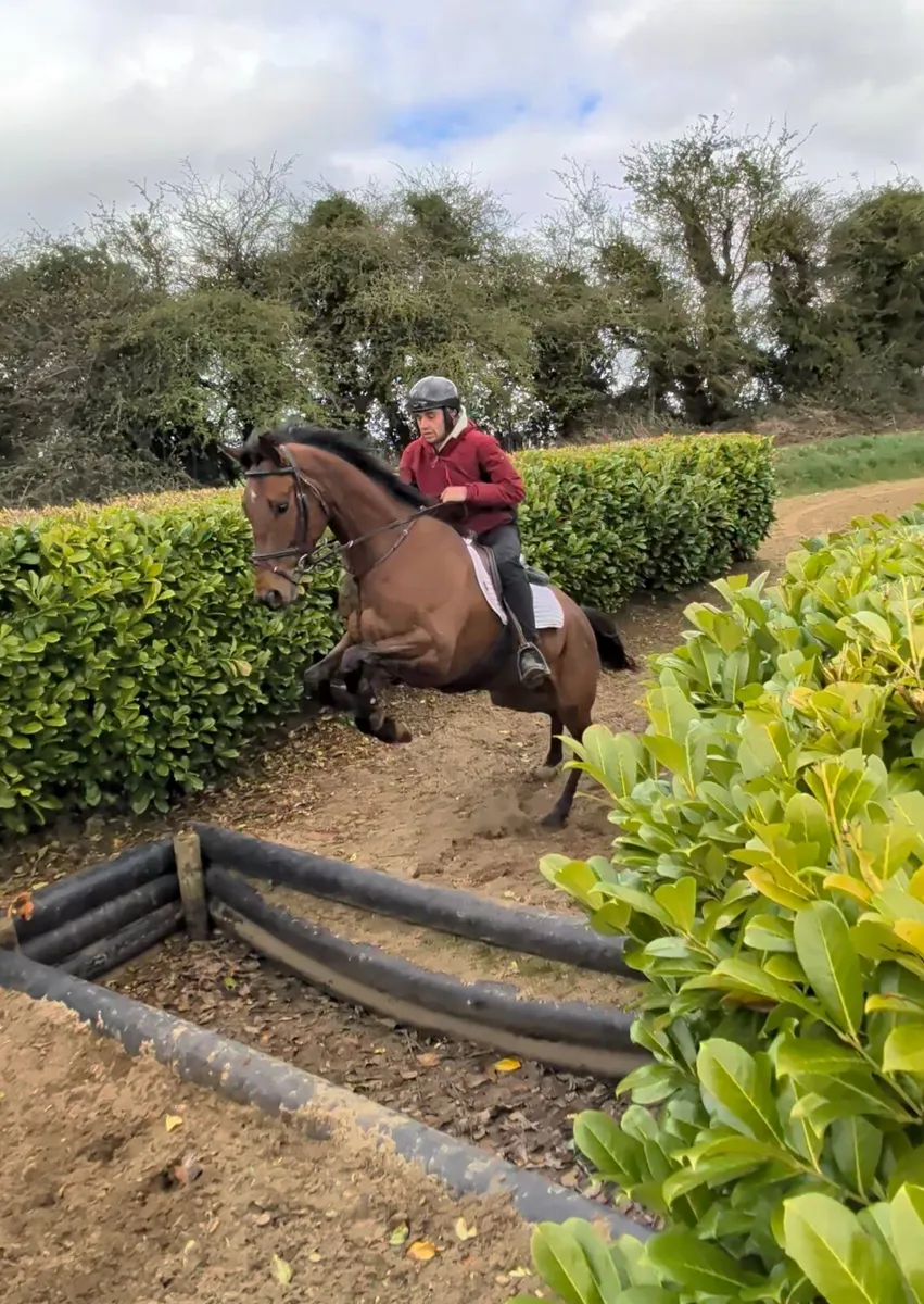 ELIGIBLE ROR GELDING - Image 3