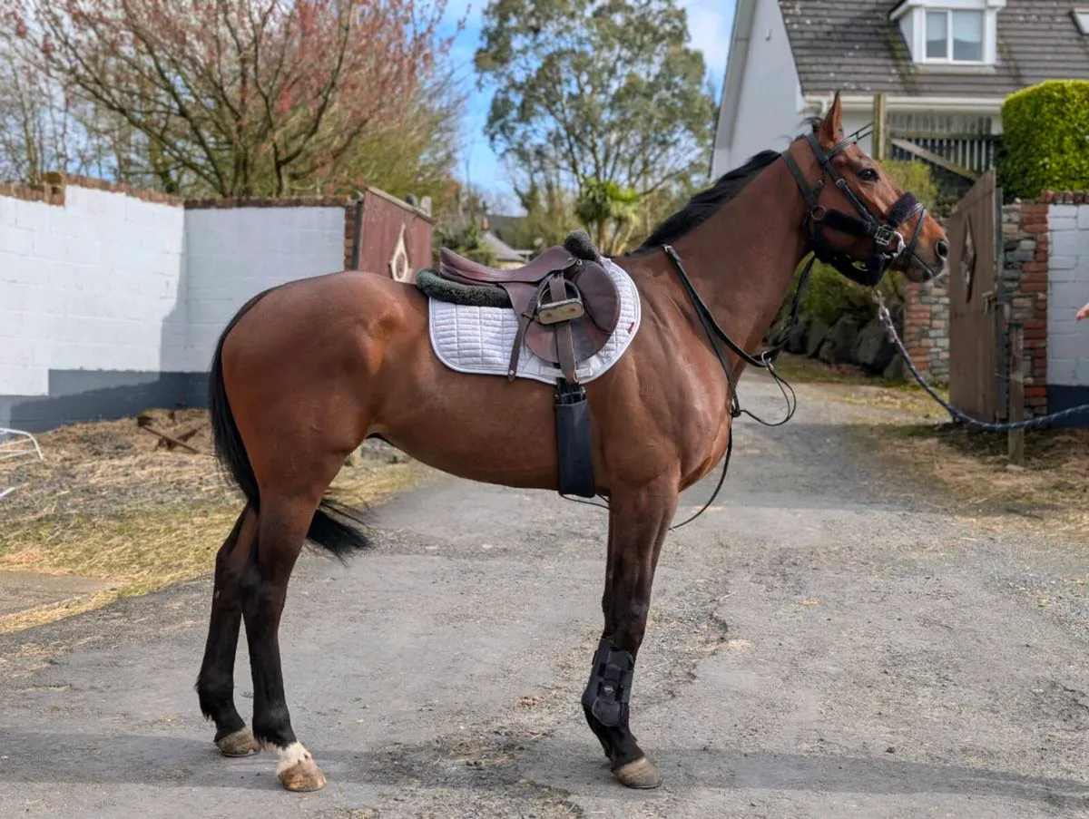 ELIGIBLE ROR GELDING - Image 1