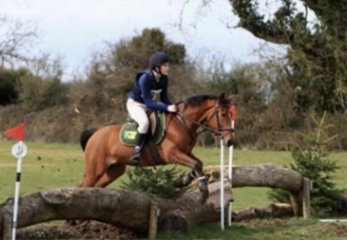 14.2 gelding - Image 4