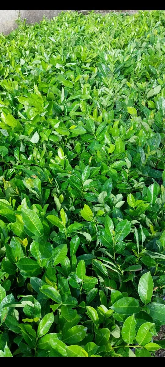 Laurel Hedging - Image 1