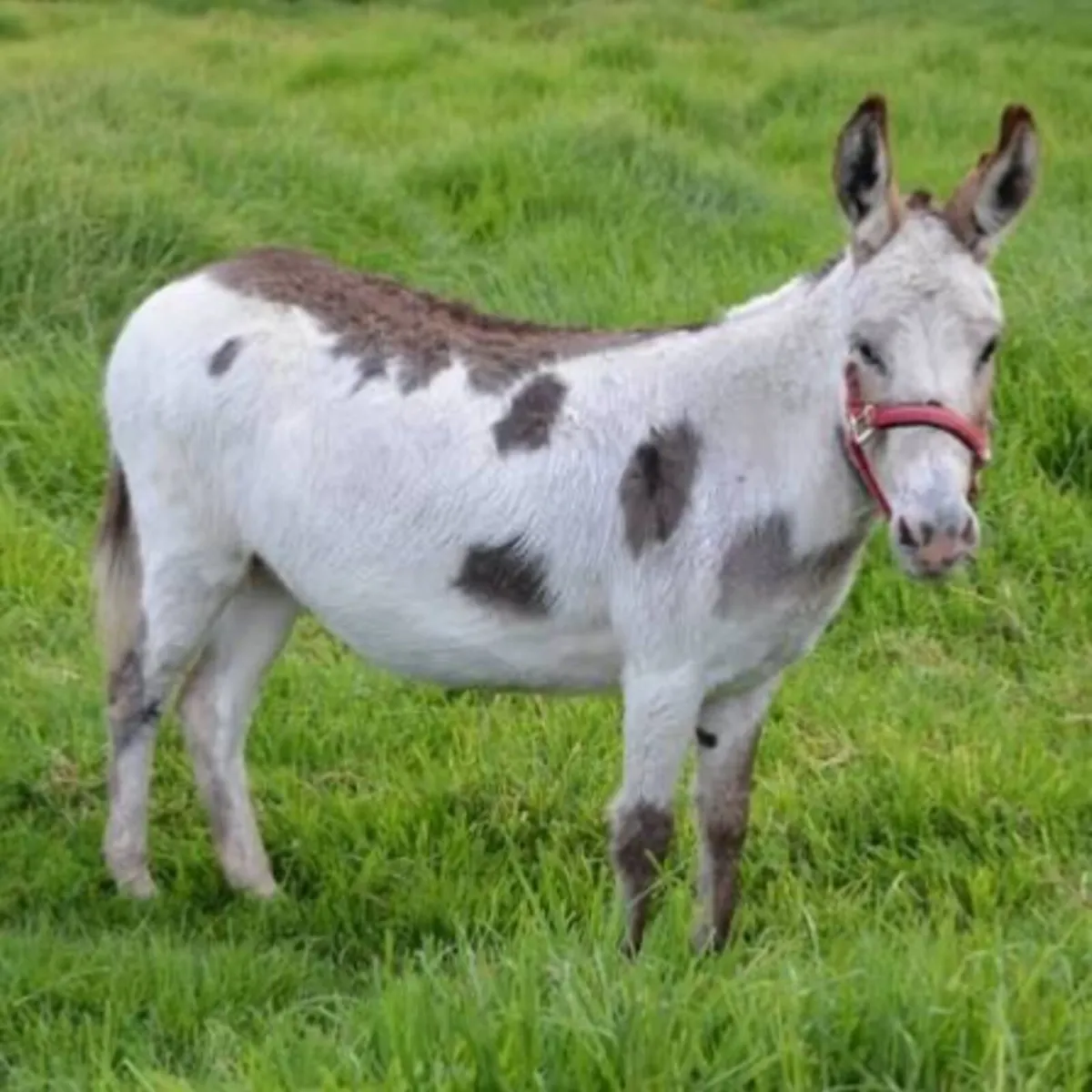 Donkey