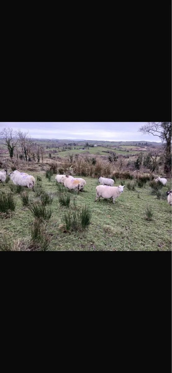 25 crossbred ewes in lamb - Image 3