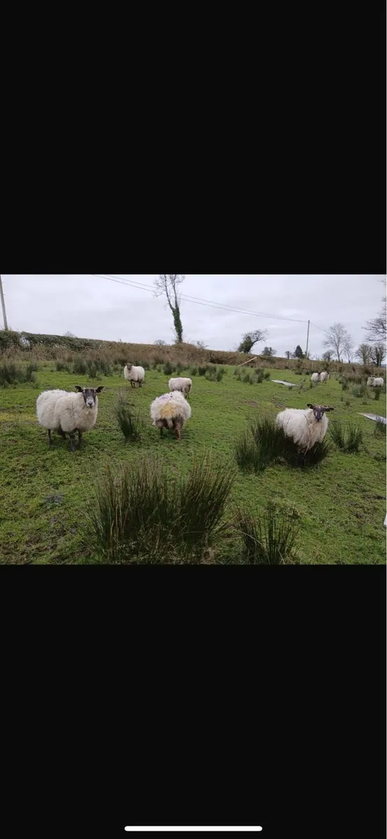 25 crossbred ewes in lamb - Image 4