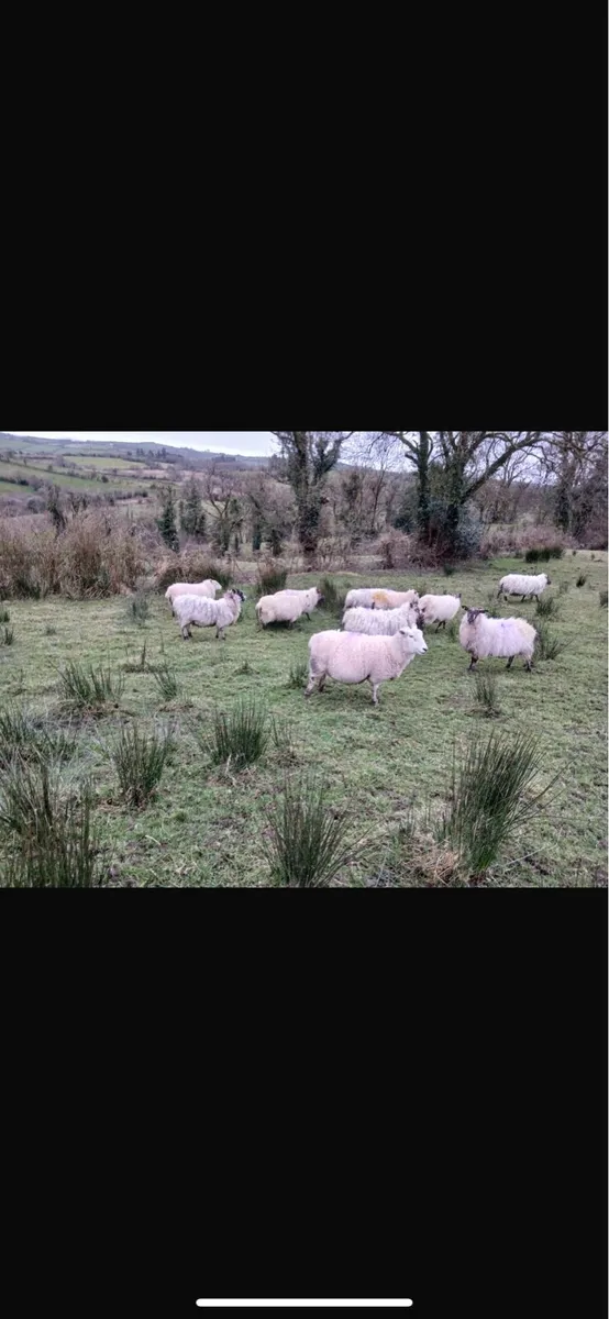 25 crossbred ewes in lamb - Image 1