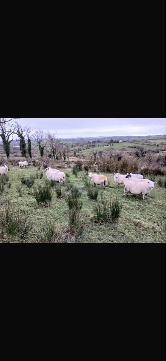 25 crossbred ewes in lamb - Image 2
