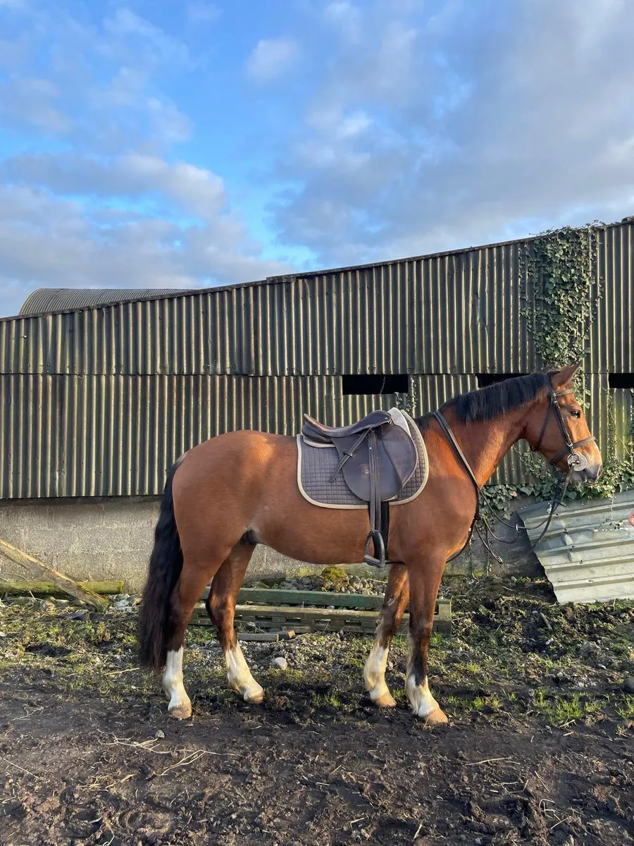 14.2 gelding - Image 1