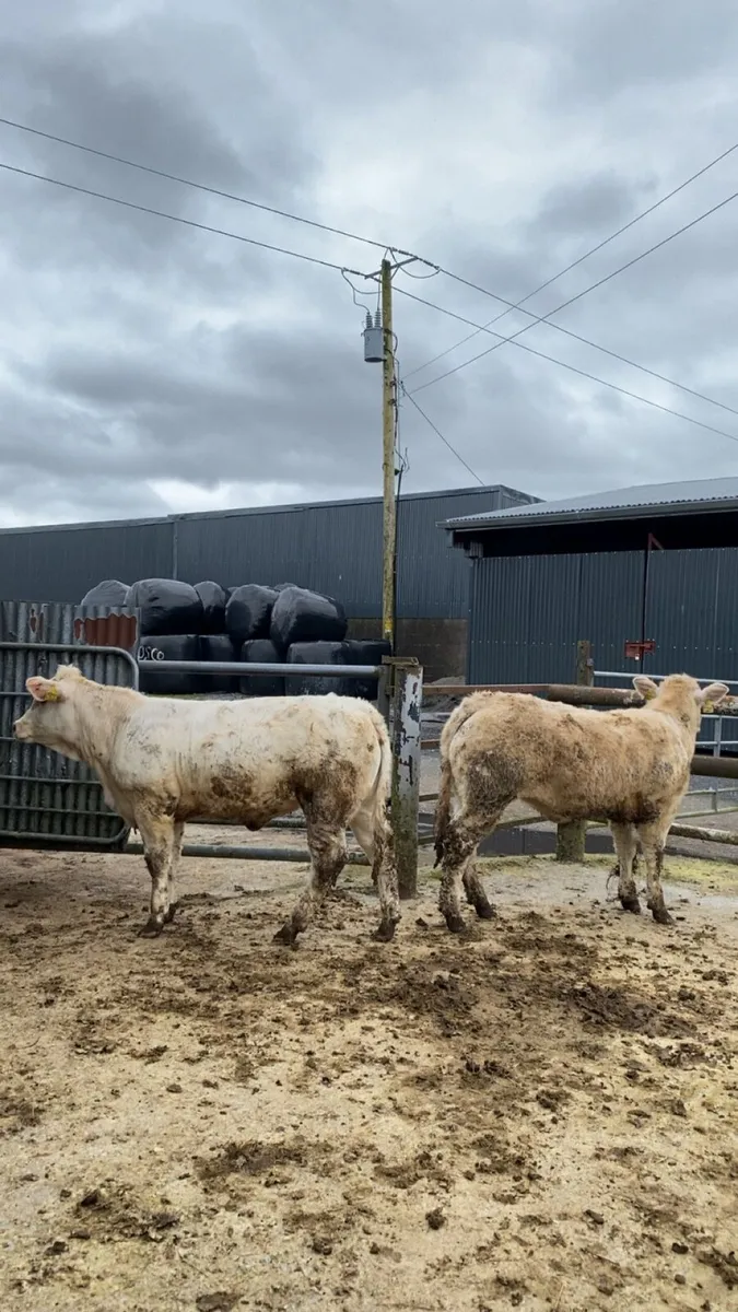 Smashing wealings going to Castlerea mart - Image 1