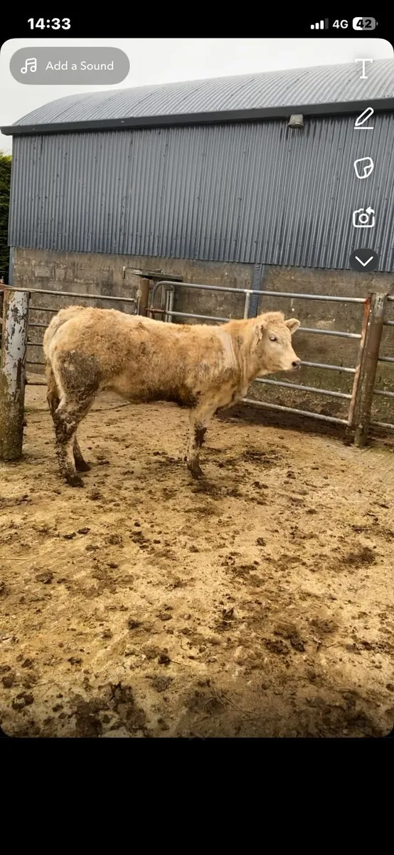 Smashing wealings going to Castlerea mart - Image 2