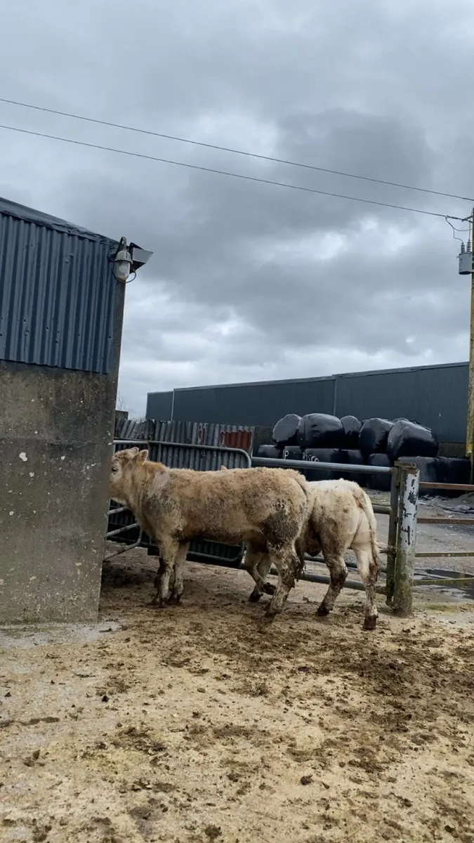 Smashing wealings going to Castlerea mart - Image 3