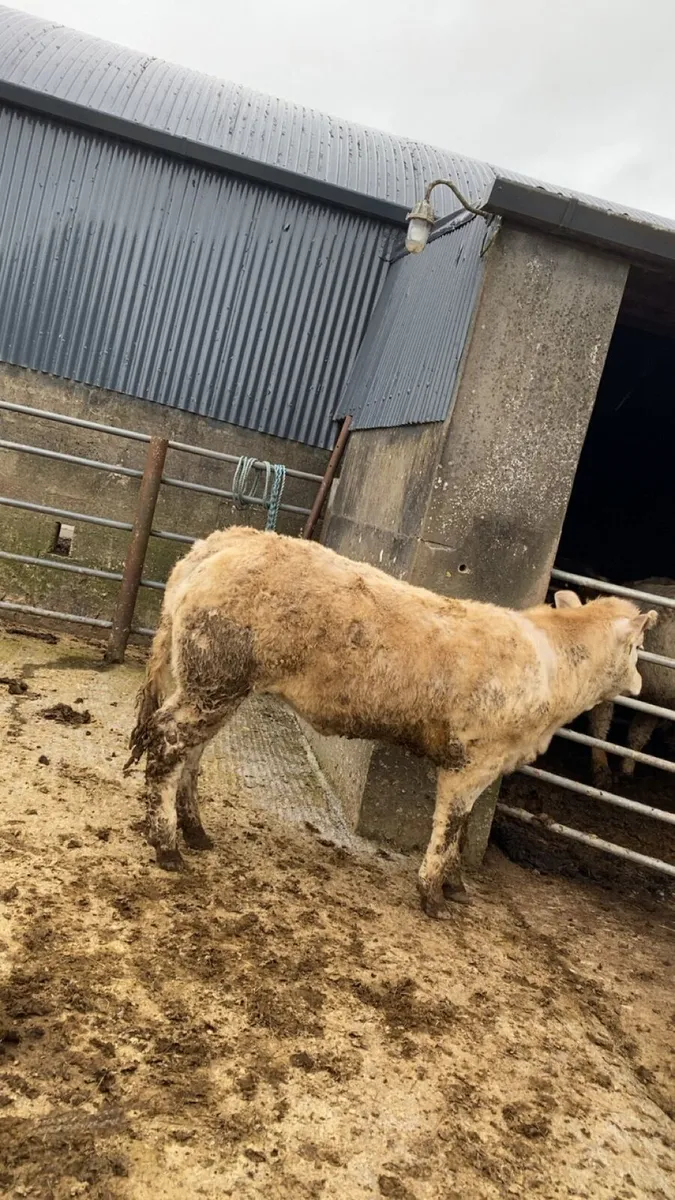 Smashing wealings going to Castlerea mart - Image 4