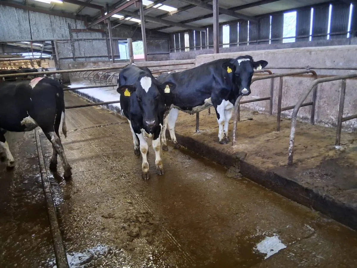 10 Friesian Maiden Heifers - Image 2