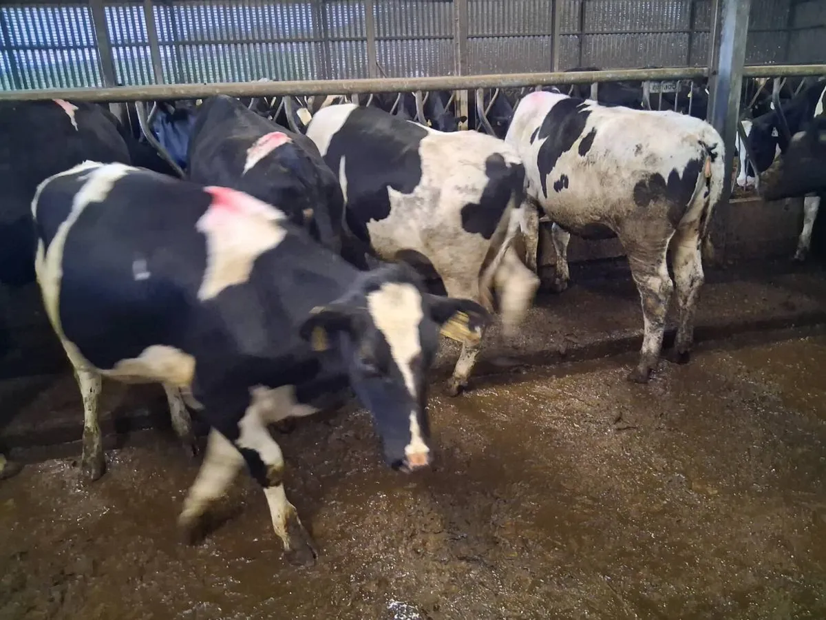 10 Friesian Maiden Heifers - Image 3