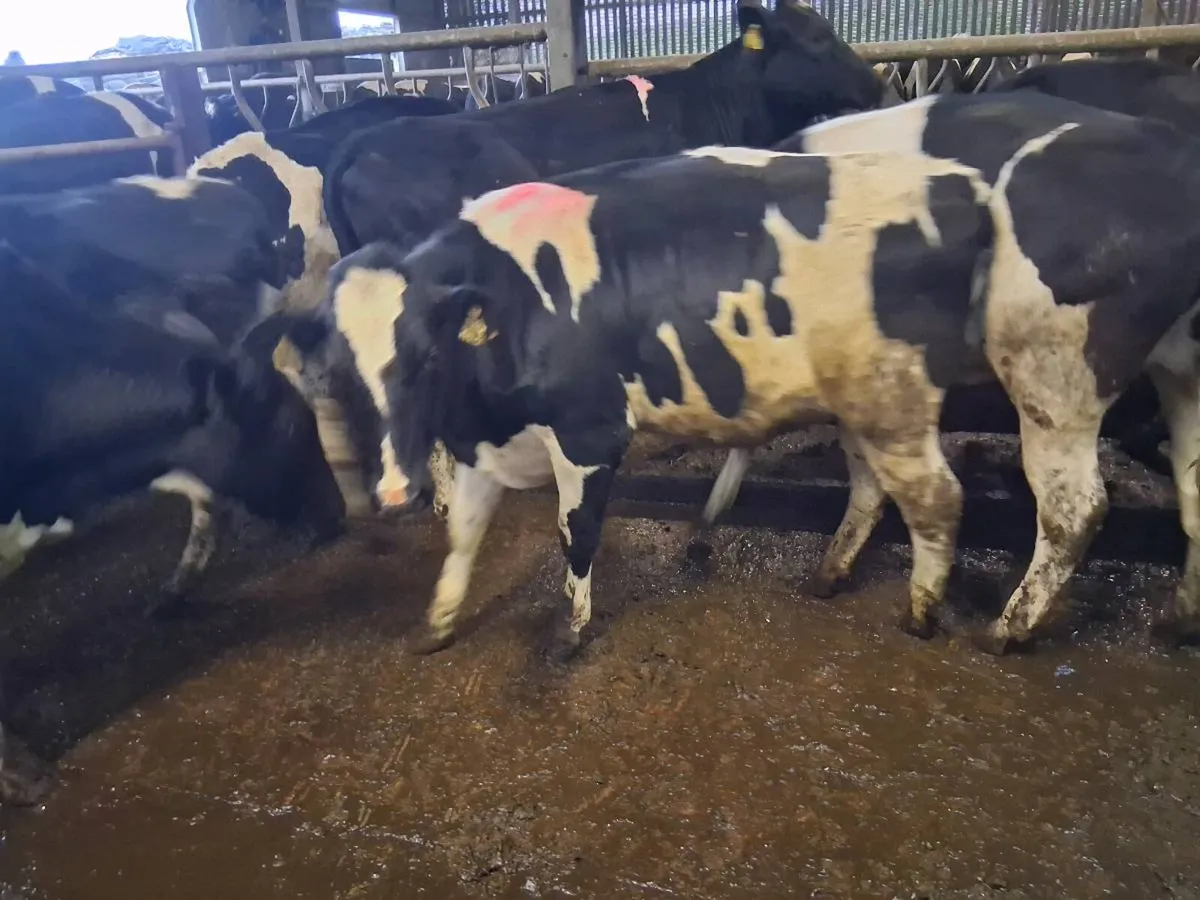 10 Friesian Maiden Heifers - Image 4