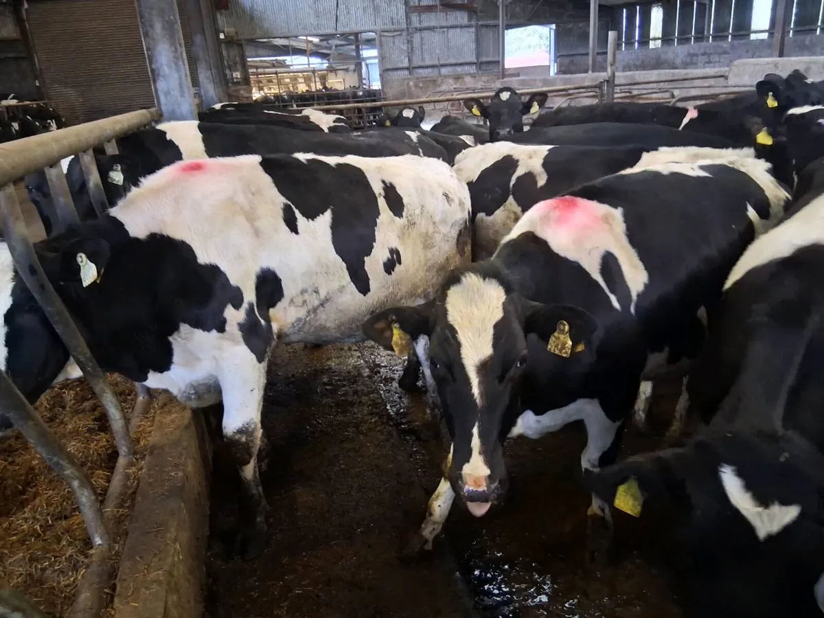 10 Friesian Maiden Heifers - Image 1