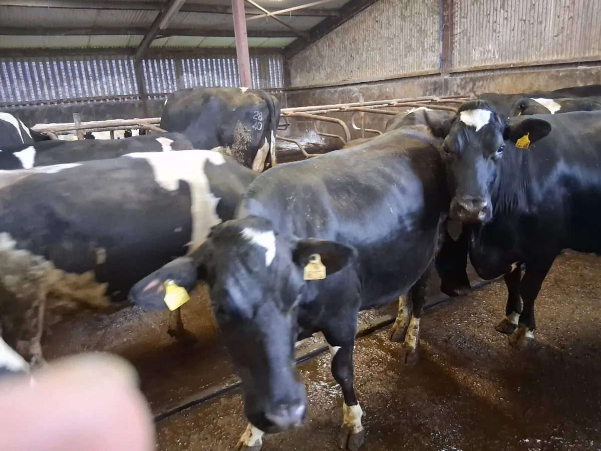 April/May Calving Cows - Image 3