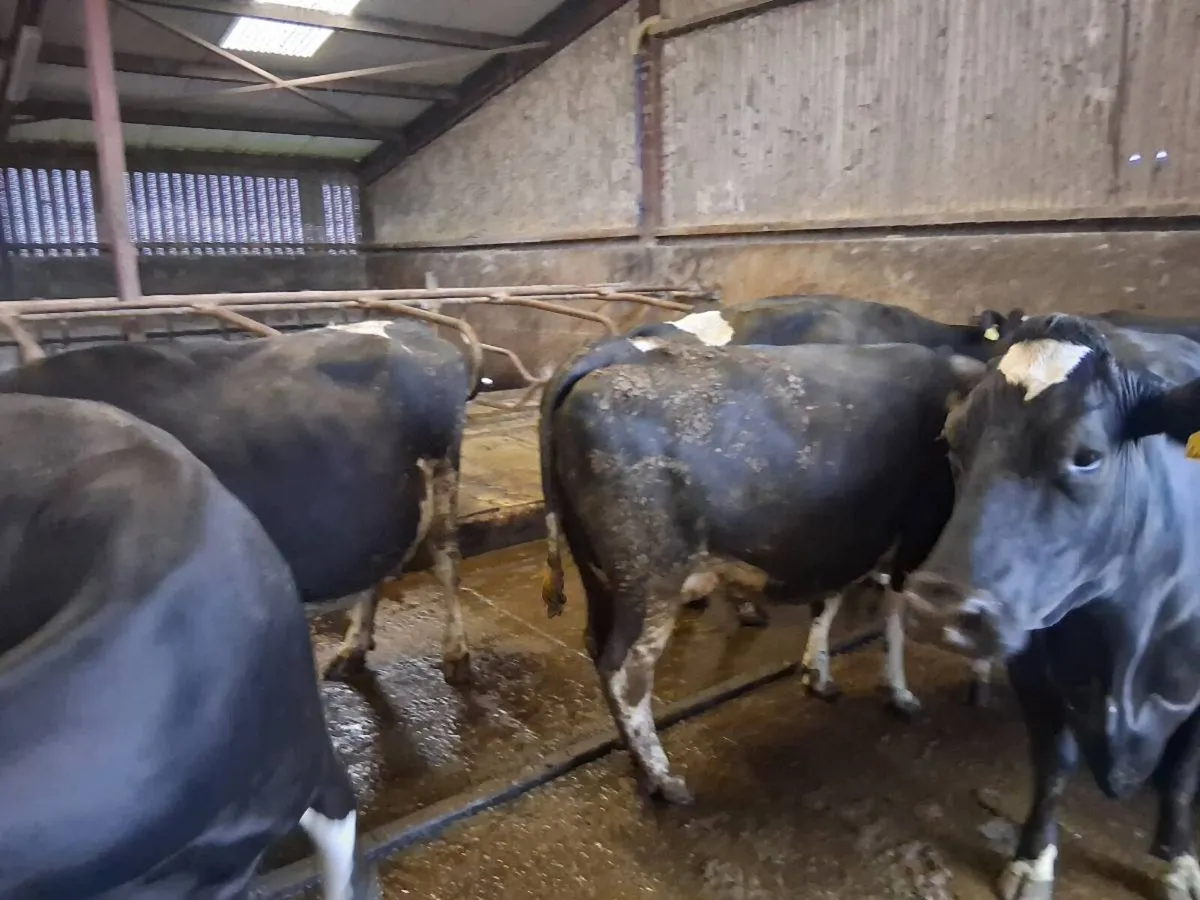 April/May Calving Cows - Image 4