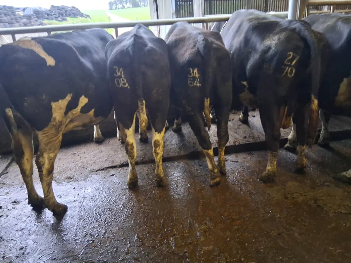 April/May Calving Cows - Image 2