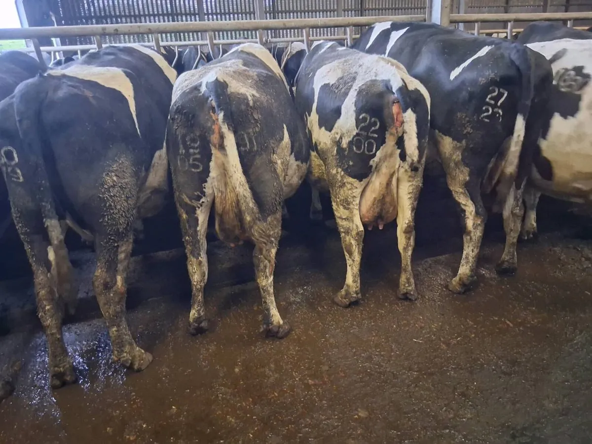 April/May Calving Cows - Image 1