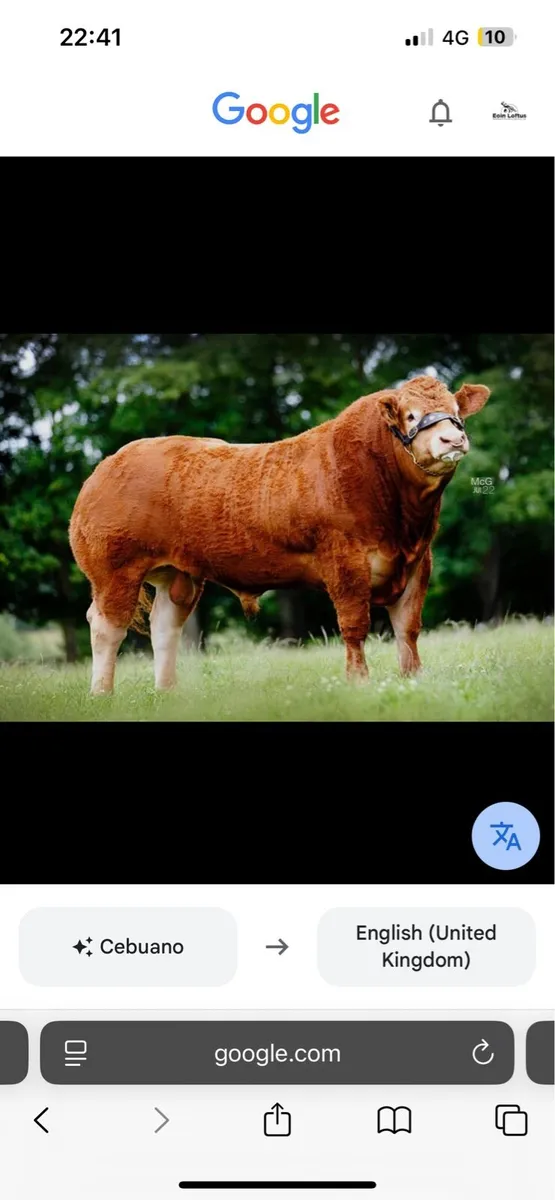 Wanted mature Limousin bull