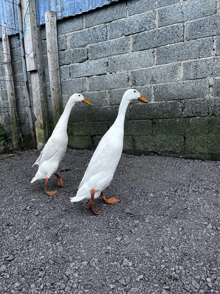 Indian runner ducks and geese - Image 1