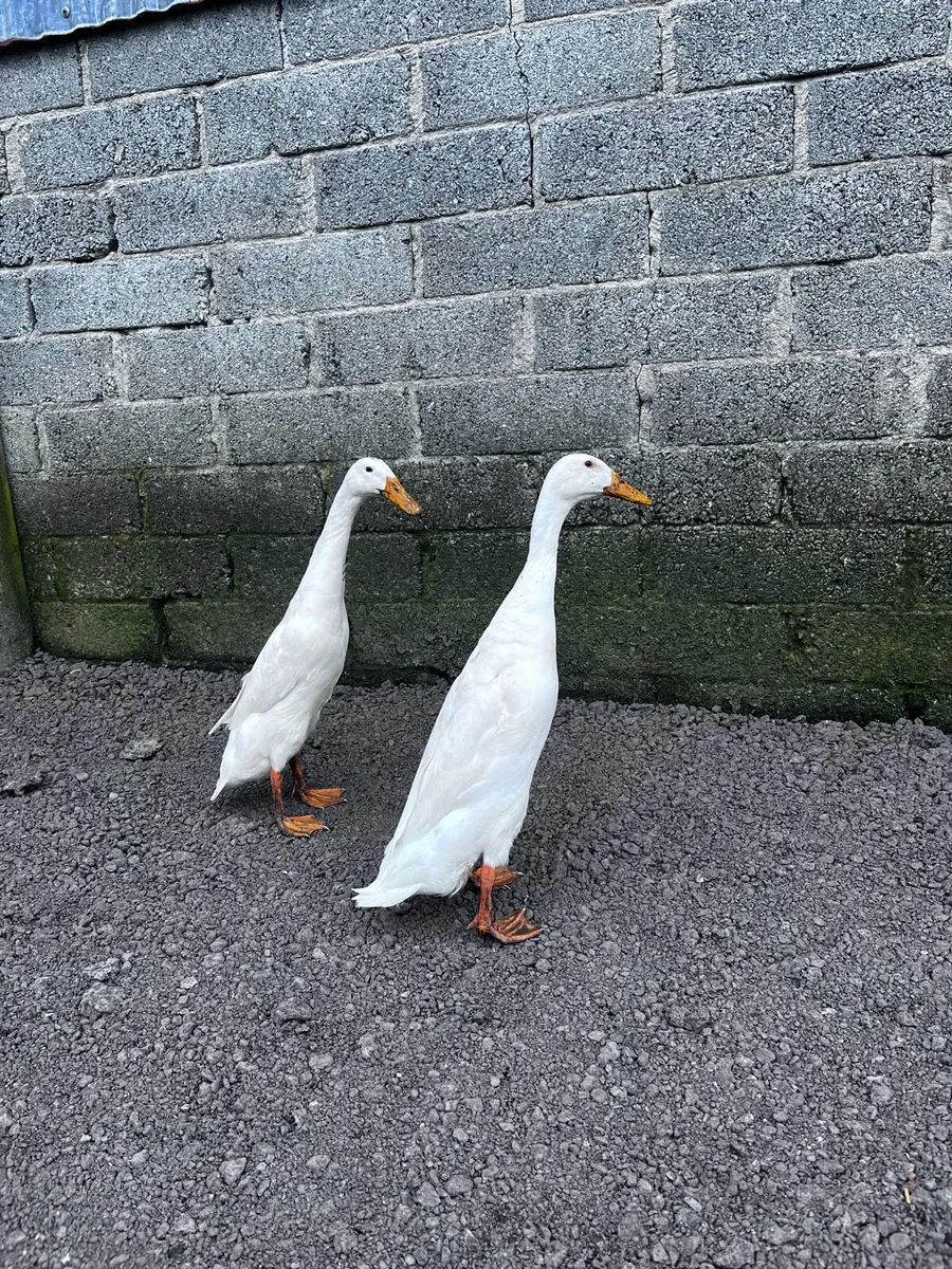 Indian runner ducks and geese - Image 2