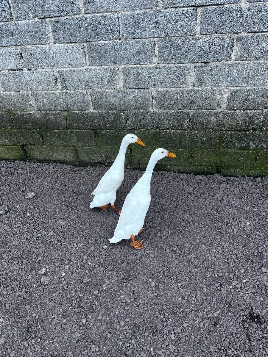 Indian runner ducks and geese - Image 3