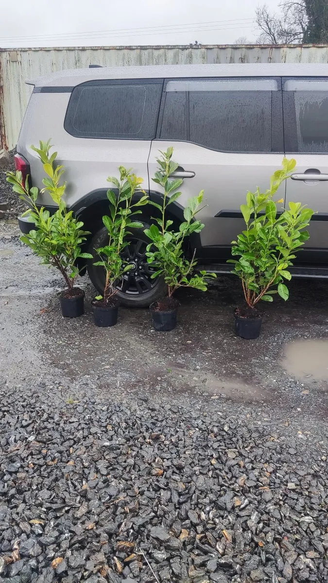 Cherry Laurel Hedging 3.5..4ft just 9.50 euro - Image 2