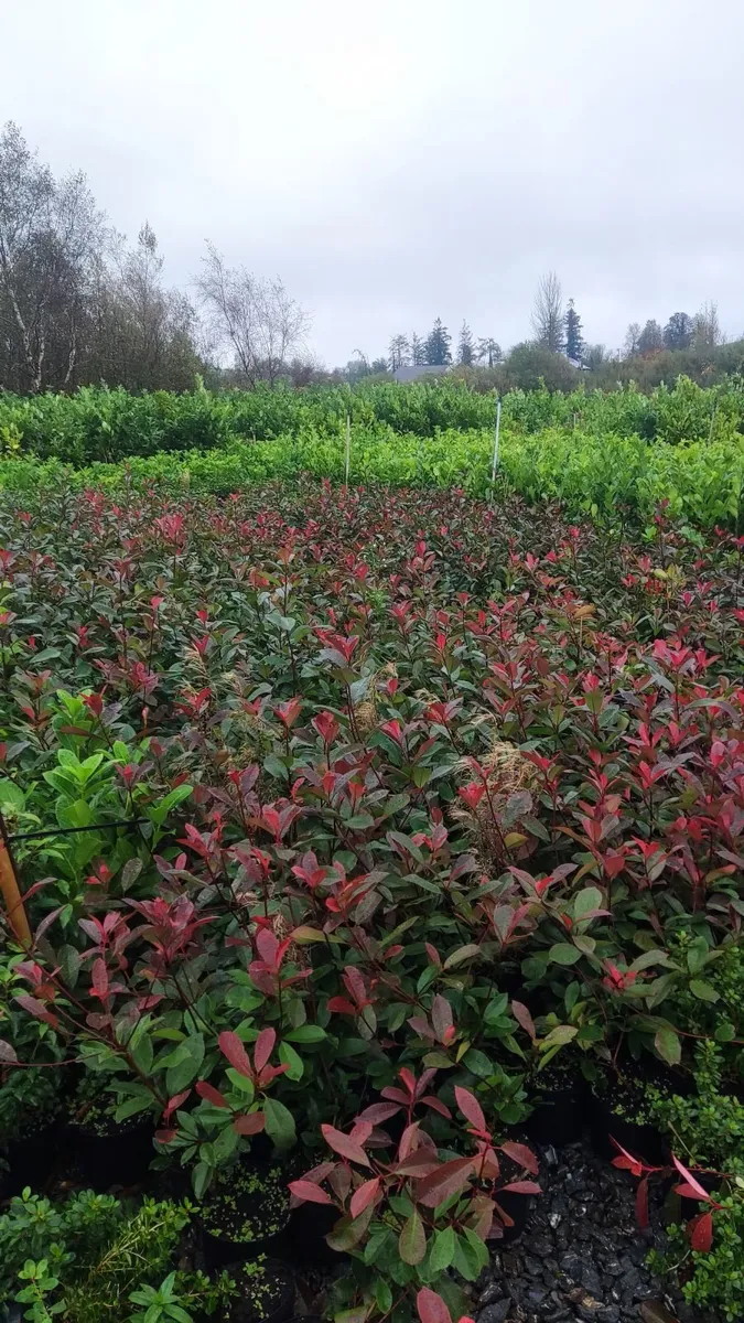 Cherry Laurel Hedging 3.5..4ft just 9.50 euro - Image 4