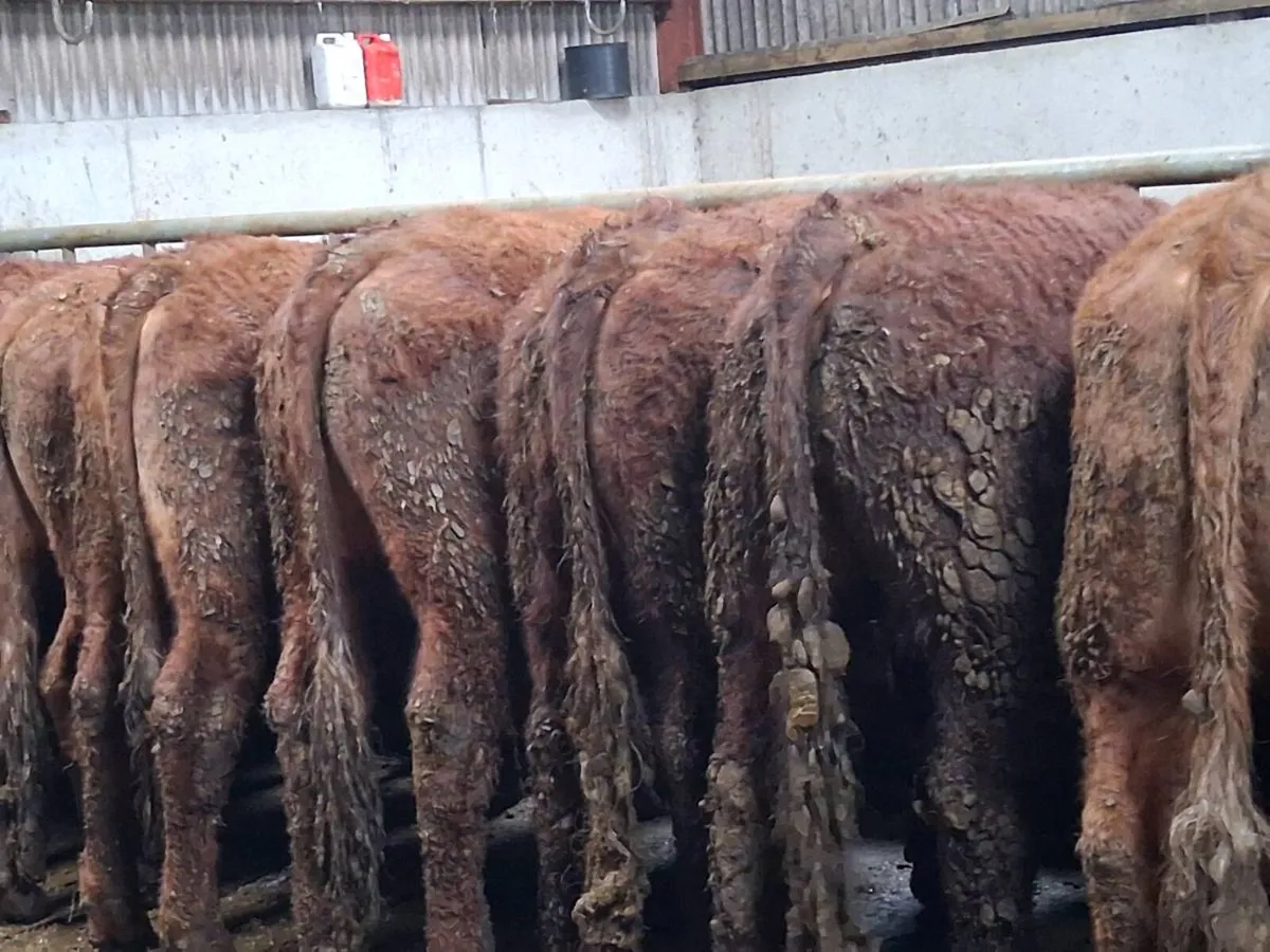 Store bullock's - Image 3