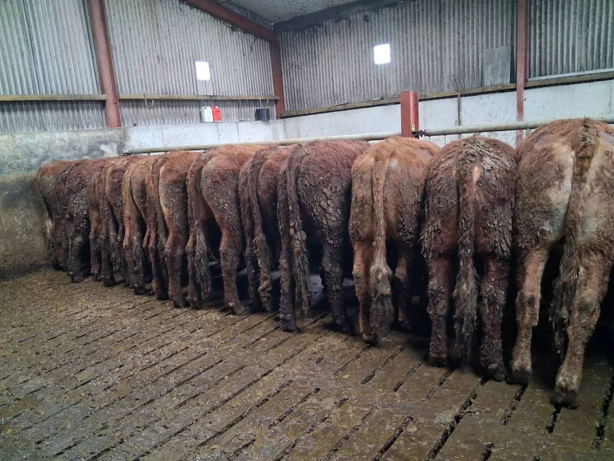 Store bullock's - Image 1