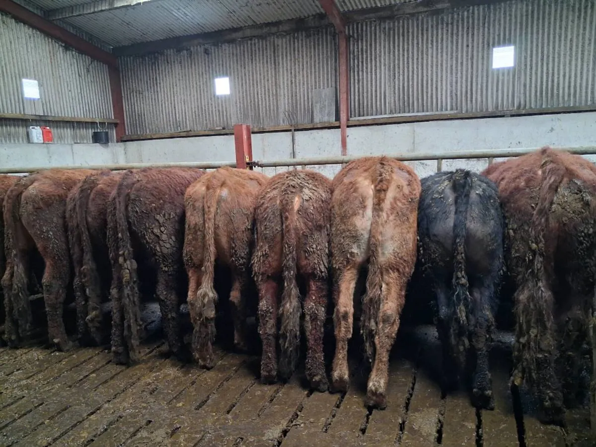 Store bullock's - Image 4