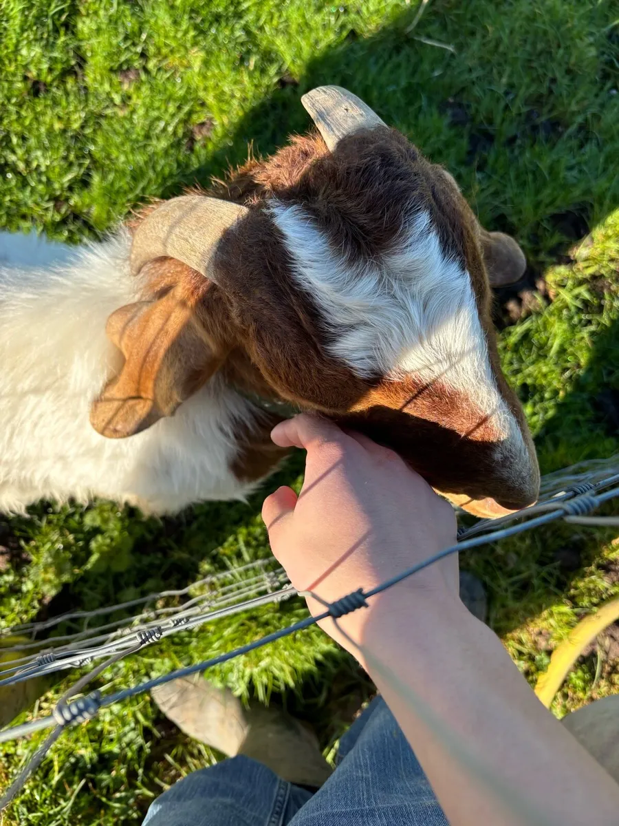 PBNR Boar buck goat - Image 3
