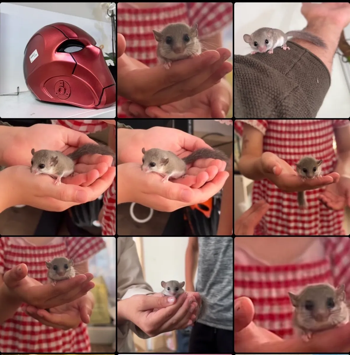 Micro Squirrels (African Dormice) - Image 1