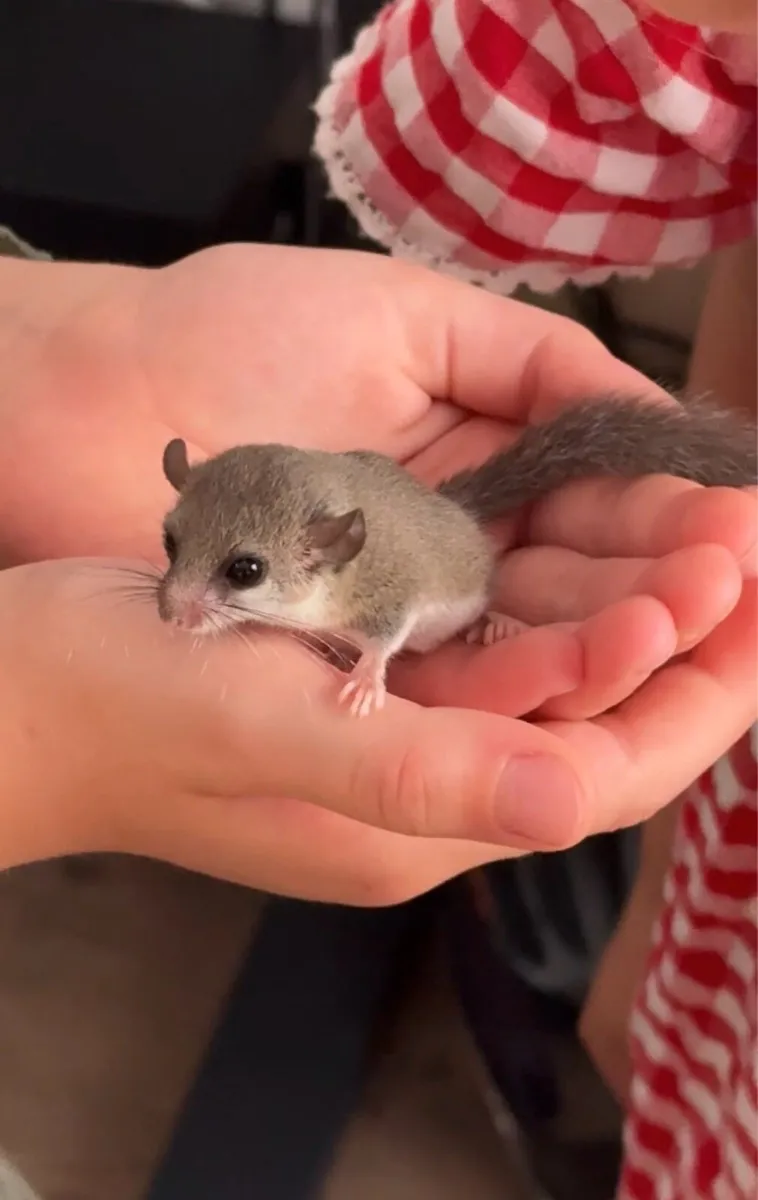 Micro Squirrels (African Dormice) - Image 2