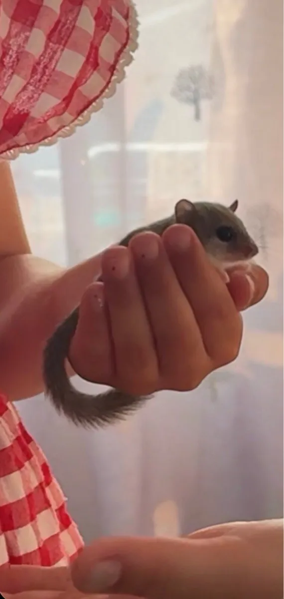 Micro Squirrels (African Dormice) - Image 3