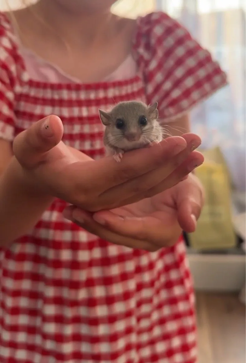 Micro Squirrels (African Dormice) - Image 4