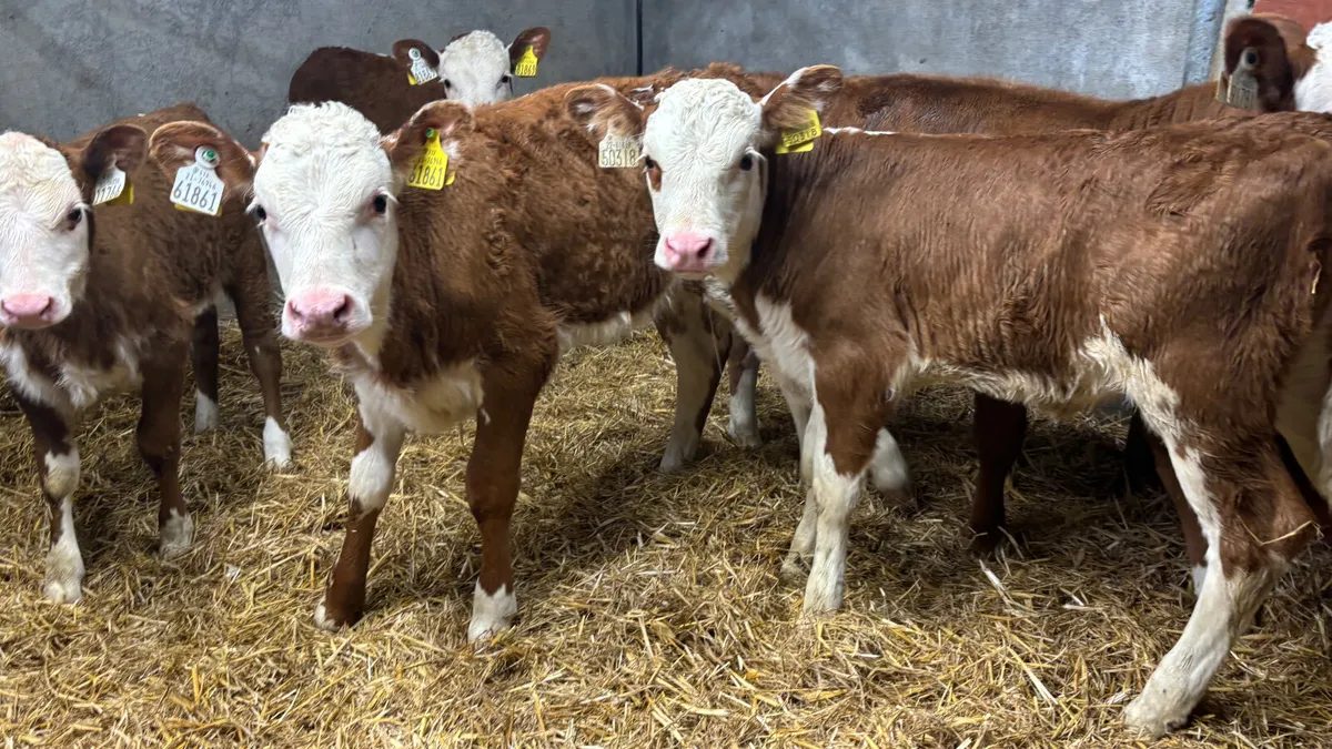 5 Super Well Reared Red White Head Heifers - Image 4