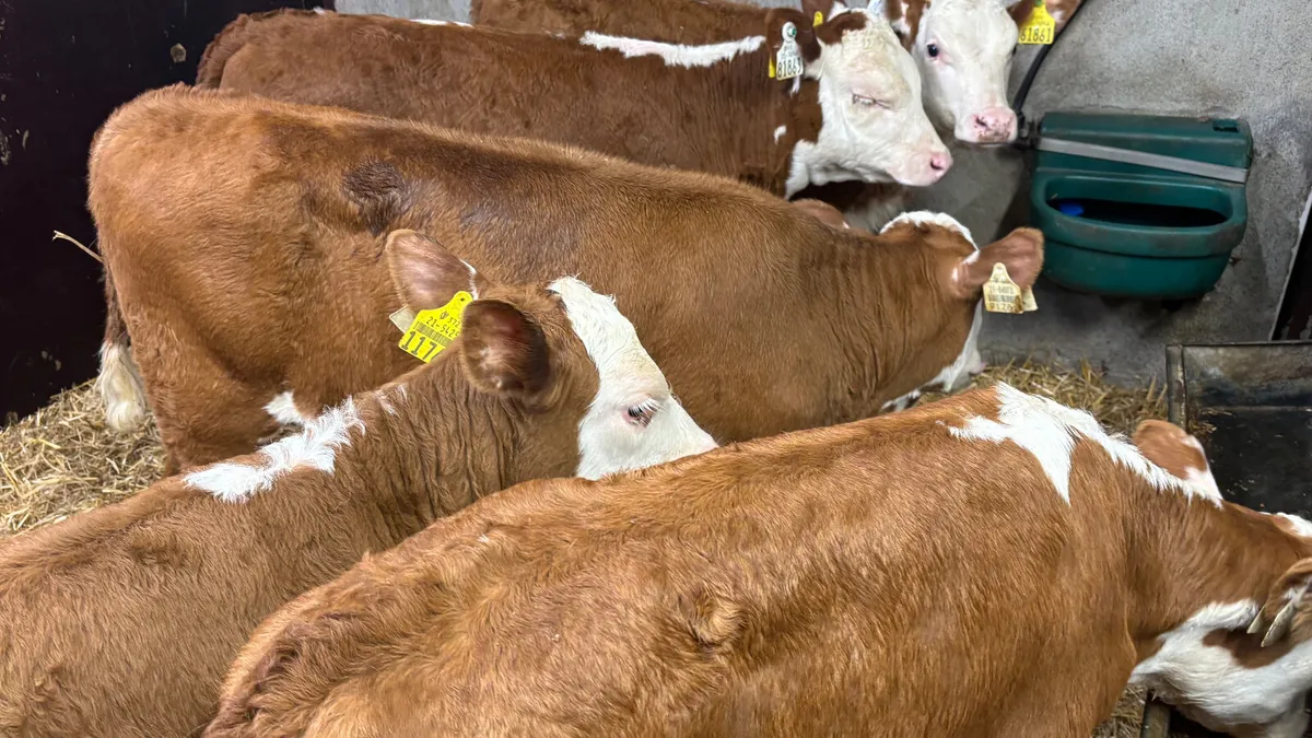 5 Super Well Reared Red White Head Heifers - Image 3