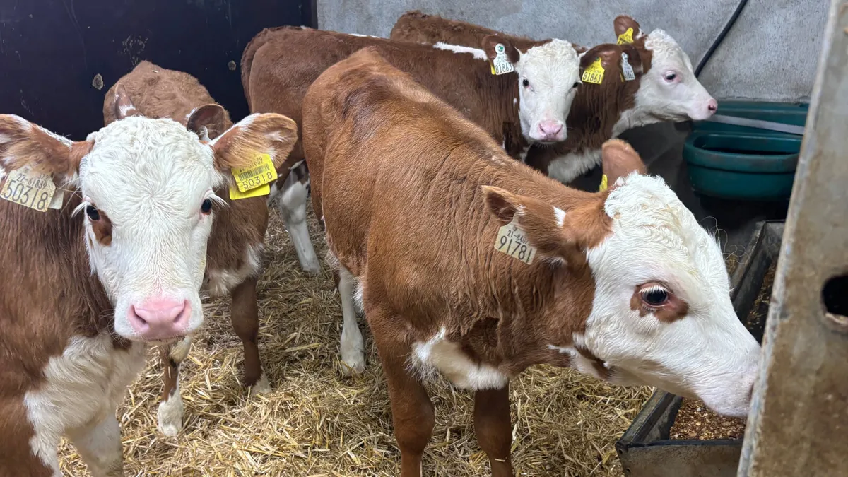 5 Super Well Reared Red White Head Heifers - Image 2