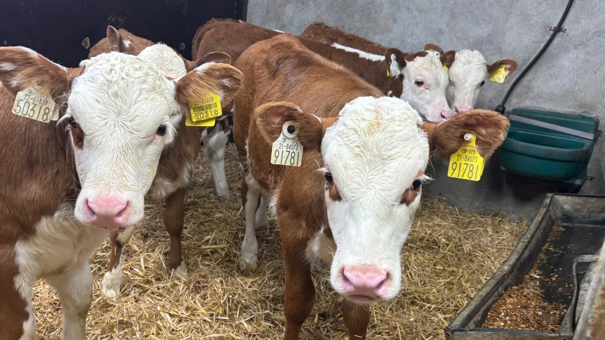 5 Super Well Reared Red White Head Heifers - Image 1